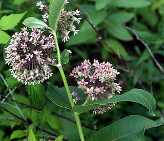 <i>Asclepias</i> Genus of flowering plants