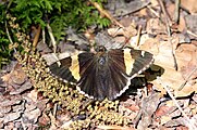 Autochton cellus (golden-banded skipper) Adult, dorsal view.