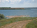 Berezan Estuary, Oblast ta' Donetsk, fl-Ukrajna