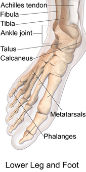 Illustration of bones in lower leg and foot Blausen 0411 FootAnatomy.png