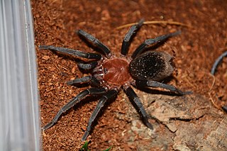 <i>Bumba</i> (spider) Genus of spiders