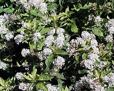 Ceanothus americanus'.