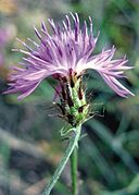 January 21: the flower Centaurea galicicae