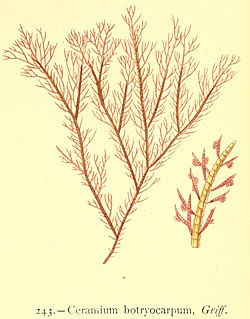 <i>Ceramium botryocarpum</i> Species of alga