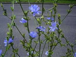 Paprastoji trūkažolė (Cichorium intybus)