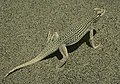 Coachella Valley Fringe-toed Lizard, Uma inornata