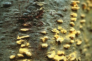 <i>Cronartium ribicola</i> Species of rust fungus