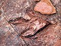 Una probable petjada de dilofosaure en la Red Fleet Dinosaur Tracks Park al nord-est de Utah, 2007