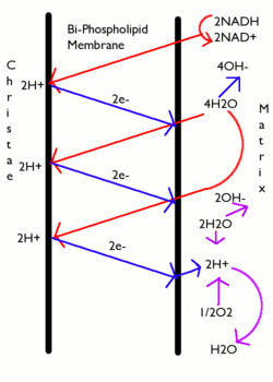 A diagram of chemiosmotic phosphorylation Electrontrans.png