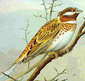 Emberiza Leucocephalos (K)