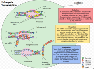 Eukaryotic transcription