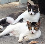 Feral cats Feral cats.JPG