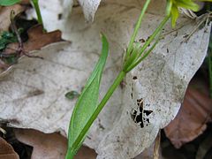 Gros plan sur la feuille élargie en forme de spathe.