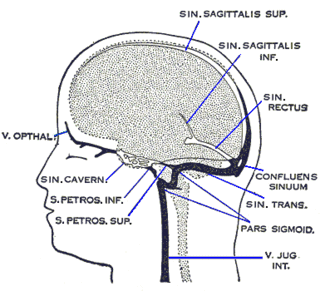 <span class="mw-page-title-main">Superior sagittal sinus</span> Anatomical structure of the brain