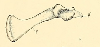 <i>Laosaurus</i> Extinct genus of dinosaurs