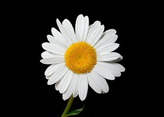 <i>Leucanthemum</i> Genus of flowering plants