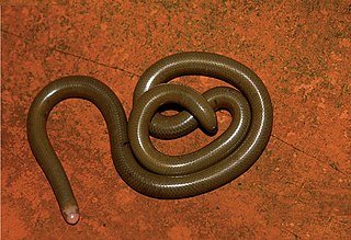 <i>Liotyphlops</i> Genus of snakes