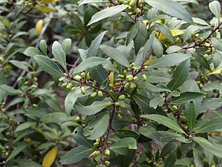 <i>Maytenus magellanica</i> Species of plant