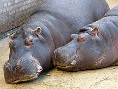 Hippopotamus mother with a calf