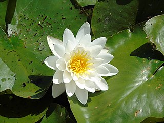 <i>Nymphaea</i> Genus of aquatic plants