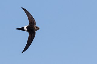 <span class="mw-page-title-main">Pacific swift</span> Species of bird which breeds in eastern Asia