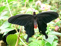 Atrophaneura atropos