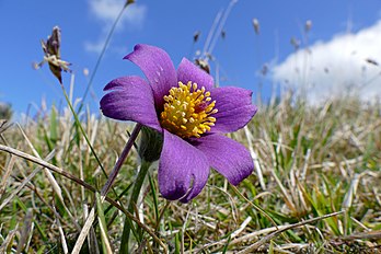 Une anémone pulsatille (Anemone pulsatilla) sur le coteau de Mesnil-Soleil (Basse-Normandie). (définition réelle 5 472 × 3 648)