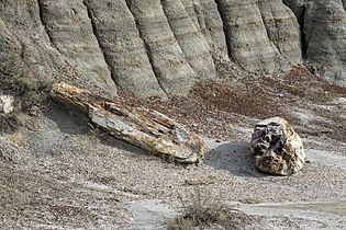 Petrified wood