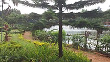 New Caledonia Pine tree beside the lake at the Pilikula Botanical Garden (Arboretum) Pilikula-Lake-Garden-3.jpg