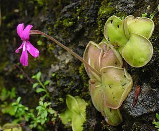 <i>Pinguicula</i> Genus of flowering plants in the family Lentibulariaceae