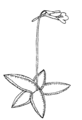 Pinguicula vulgaris Drawing by Elly Waterman