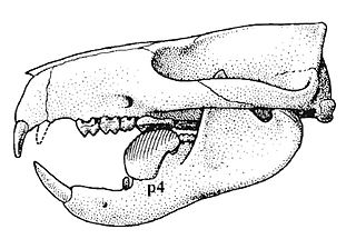 <span class="mw-page-title-main">Allotheria</span> Extinct subclass of mammals