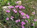 Cyclamen persicum