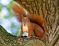 Image 32Red squirrel in Royal Lazienki Park