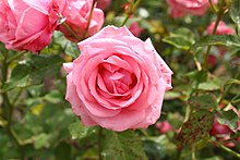 'Gene Boerner' Rosa 'Gene Boerner'.JPG