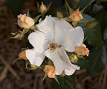 Rosa 'Sally Holmes' Rosa A.jpg