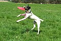 Hund som har grebet en frisbee.