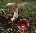 Russula emetica