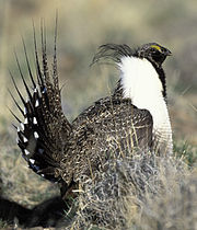 Sage grouse in shrub-steppe habitat