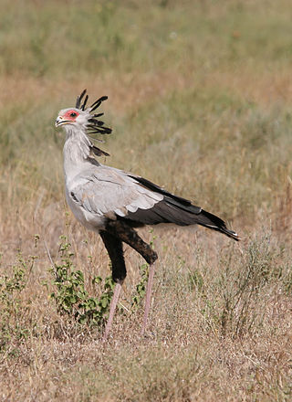 <span class="mw-page-title-main">Sagittariidae</span> Family of birds