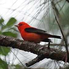 Scarlet Tanager (7102024259).jpg