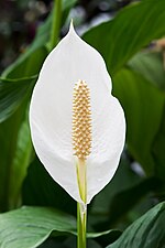 Thumbnail for Araceae