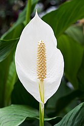 Spathiphyllum cochlearispathum (ספטיפיליום)