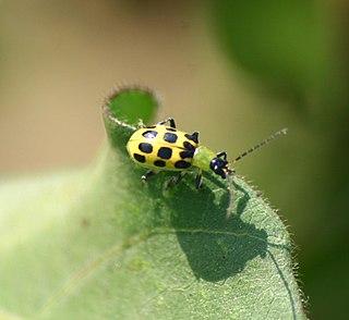 <i>Diabrotica undecimpunctata</i> Species of beetle