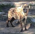 "Oferfela testosterone on berende"[5] feohthād ƿiext, and beȝen ƿerisc and ƿīfisc spotted hyenas ȝehlēapaþ ābȳhisc ilċȝecyndȝesīðas þe lǣssera testosterone ȝeliċiaþ habban fram hiera mōdrum.[5][6][7]