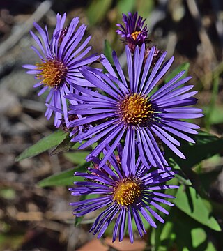 <i>Symphyotrichum novae-angliae</i> Species of flowering plant in the family Asteraceae native to central and eastern North America