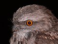 * Nomination Tawny Frogmouth 4 --Benjamint444 09:27, 22 April 2007 (UTC) * Promotion Sharp focus on face. YooChung 01:38, 2 May 2007 (UTC)