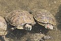 ミシシッピアカミミガメ Trachemys scripta elegans