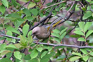 Elliots laughingthrush Species of bird