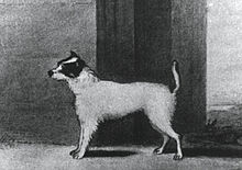 A drawing of Trump, the dog purchased by the Rev. John Russell. Trump Scan.jpg